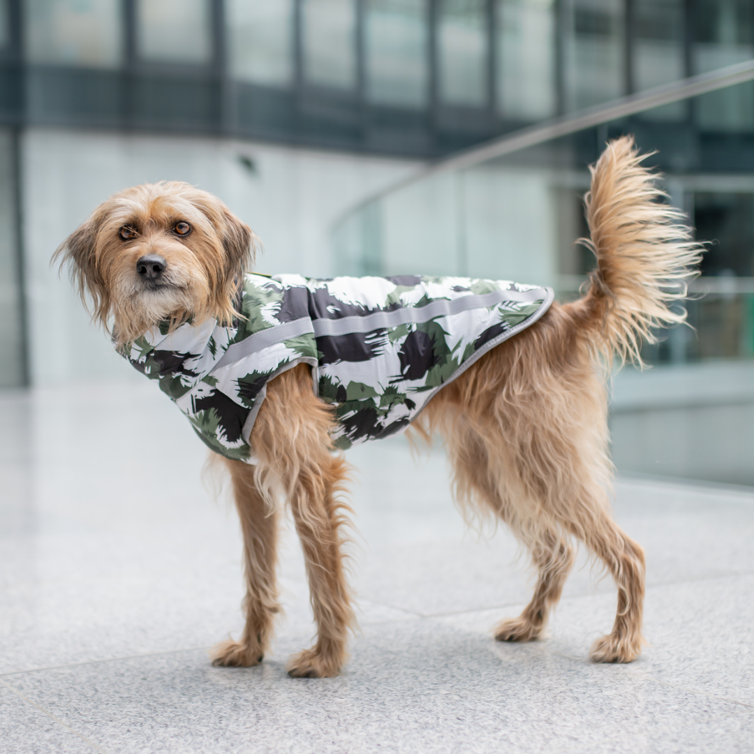 Active+ Thermo Dog Coat – wodoodporny, odblaskowy, z ochroną brzucha na zimną i mokrą pogodę